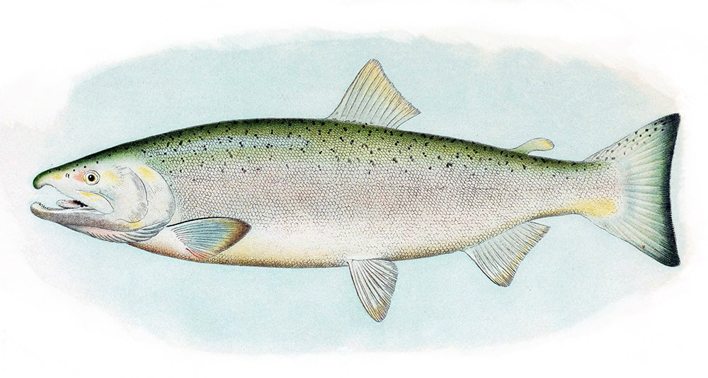 San Vicente Creek Endangered Coho Salmon