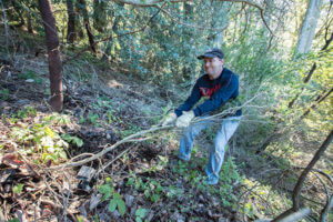French broom removal in the Santa Cruz Mountains.