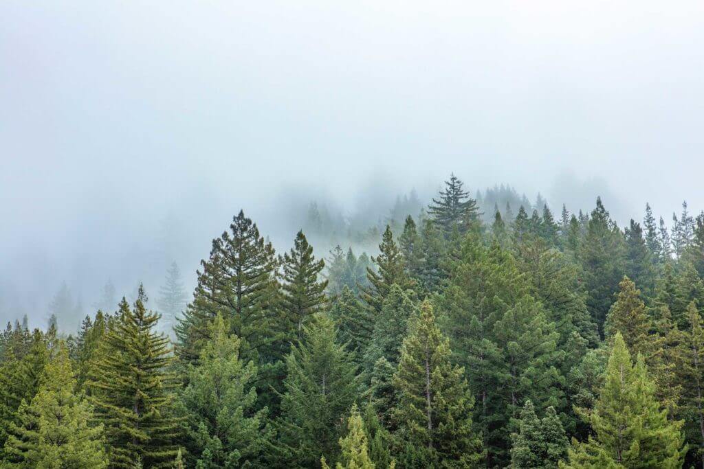 Lush, green redwood forest fades into the fog beyond, by Ian Bornarth