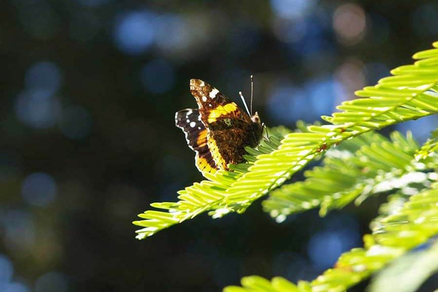 Admiral Butterfly Redwoods