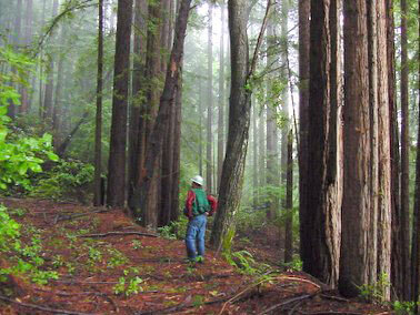 Malosky Timber Harvest Rights