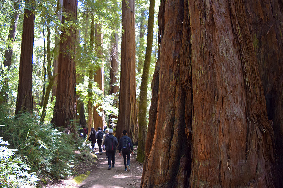 Big Basin Redwoods State Park Student Trip by Shih Wayland