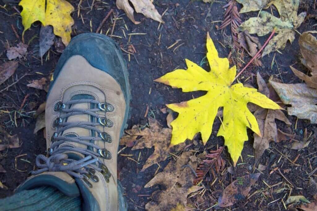 Hiking in fall at Big Basin.