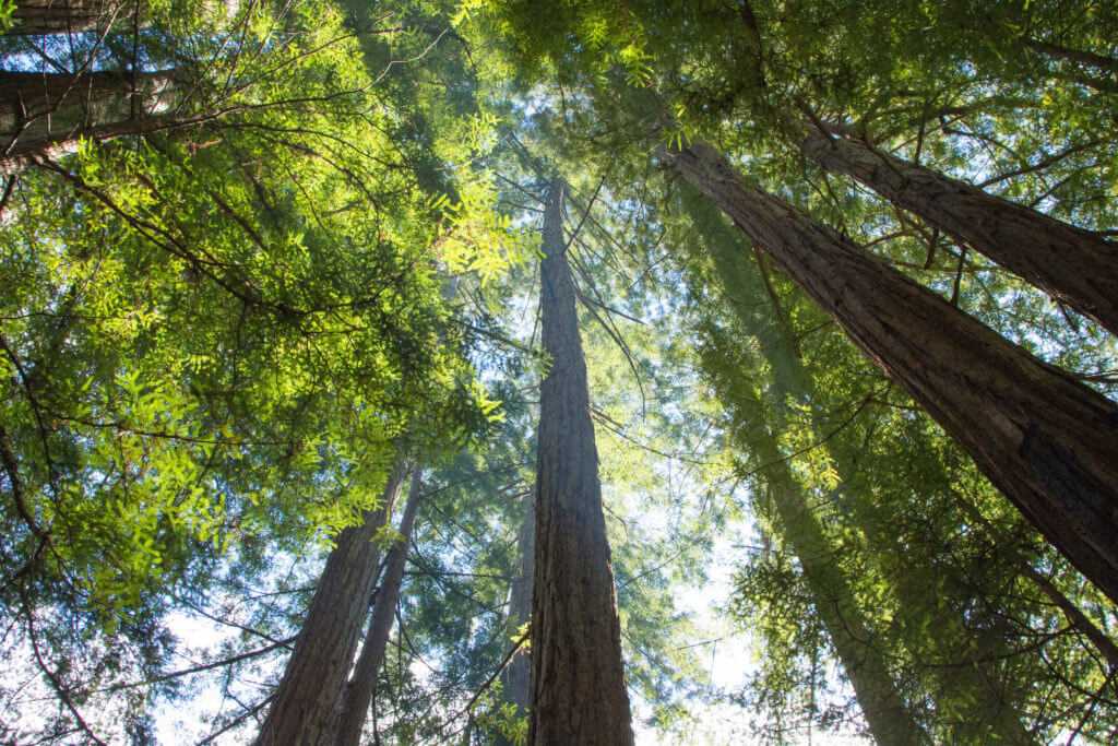 Big Basin Redwoods. Credit to Mike Kahn.