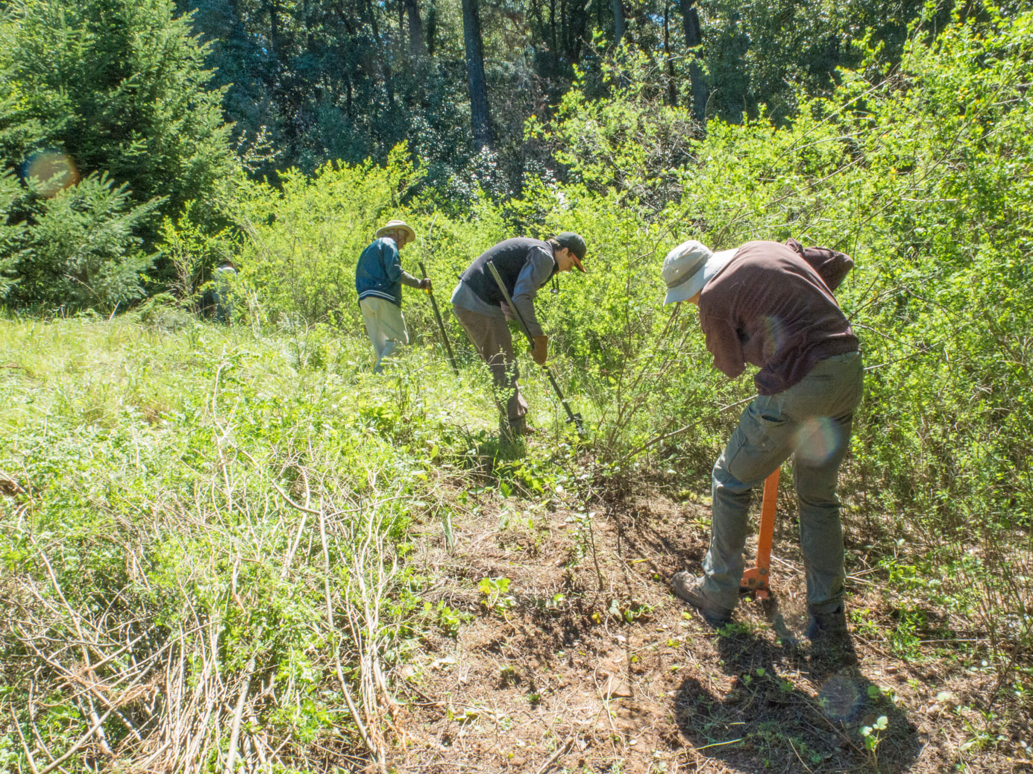 In the spirit of REI’s ALL OUT 2017 campaign, what better way to experience the outdoors than to volunteer with Sempervirens Fund to restore native habitat?