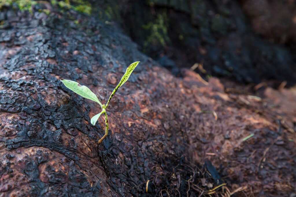 New growth sprouting in the redwoods after a fire
