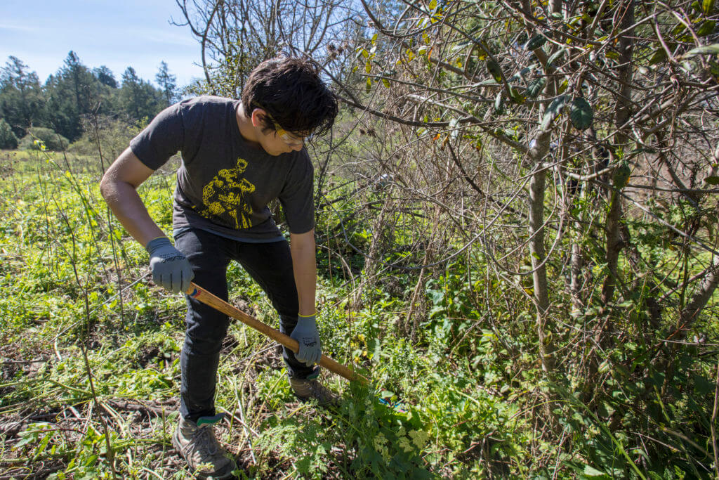 French broom removal at San Vicente Redwoods.