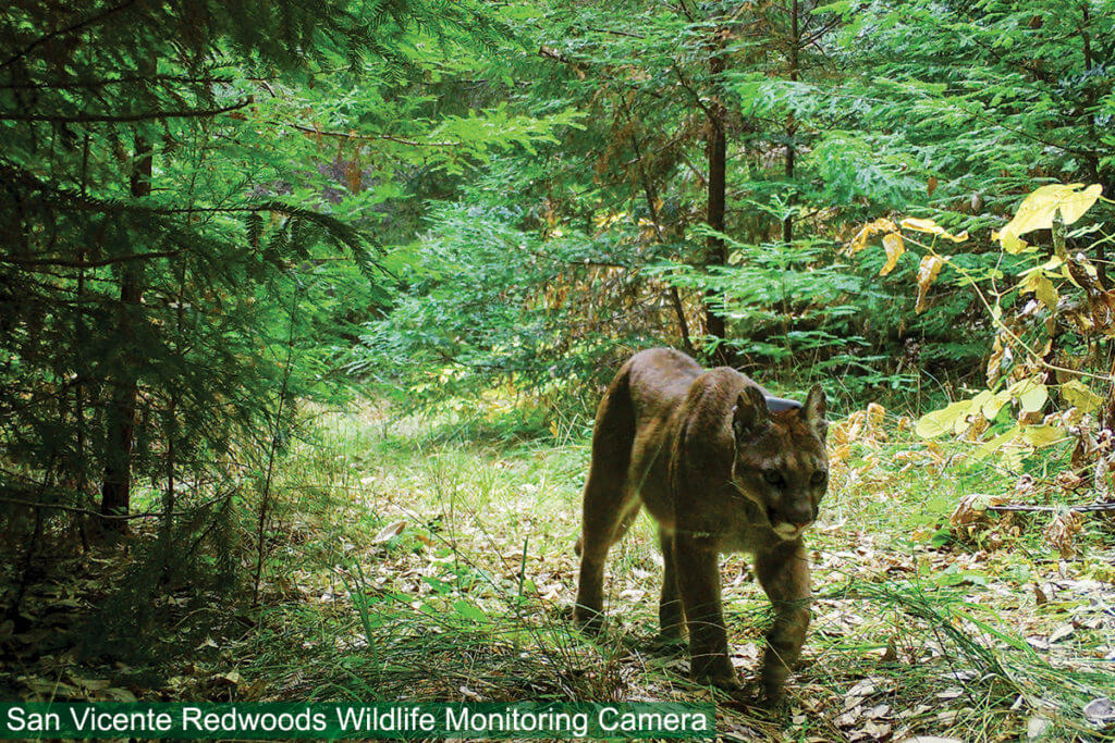 A mountain lion caught on a wildlife monitoring camera in the forest of Sempervirens Fund's protected San Vicente Redwoods property.
