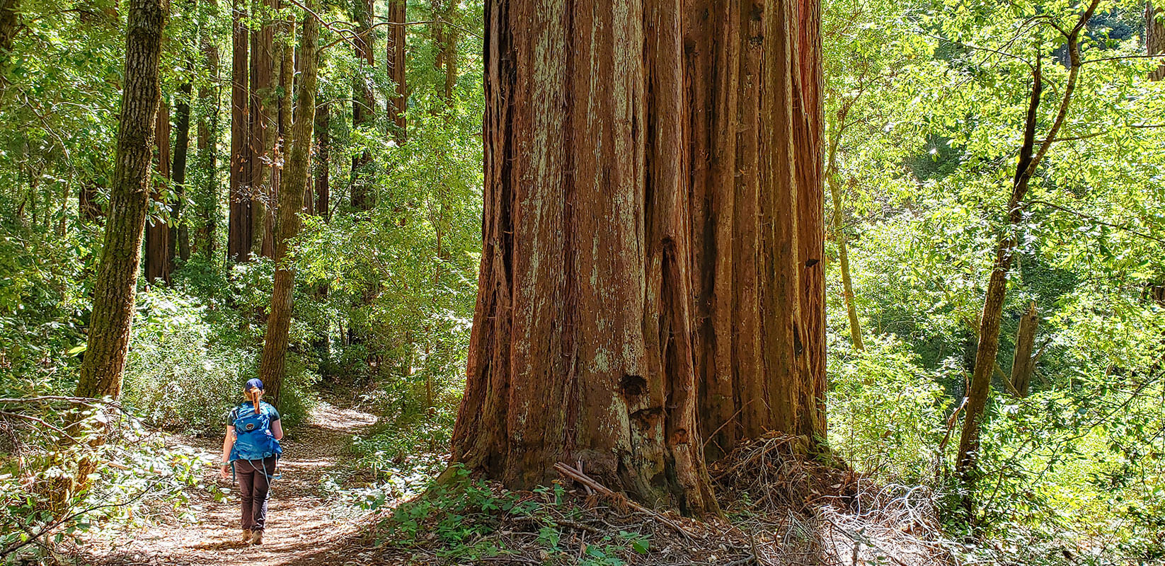 Big Basin Redwood