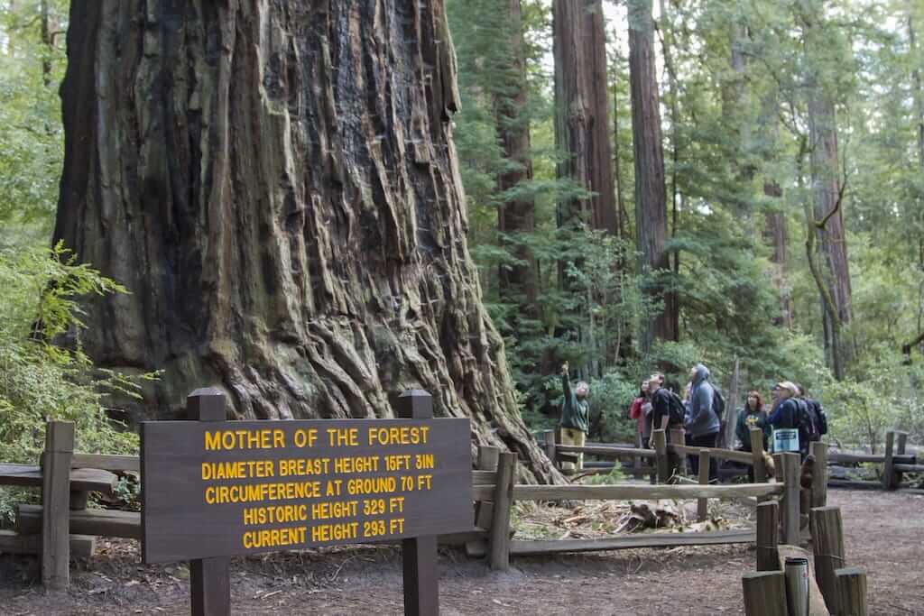 Big basin outlet trail camps