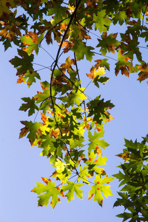 Bigleaf maple leaves