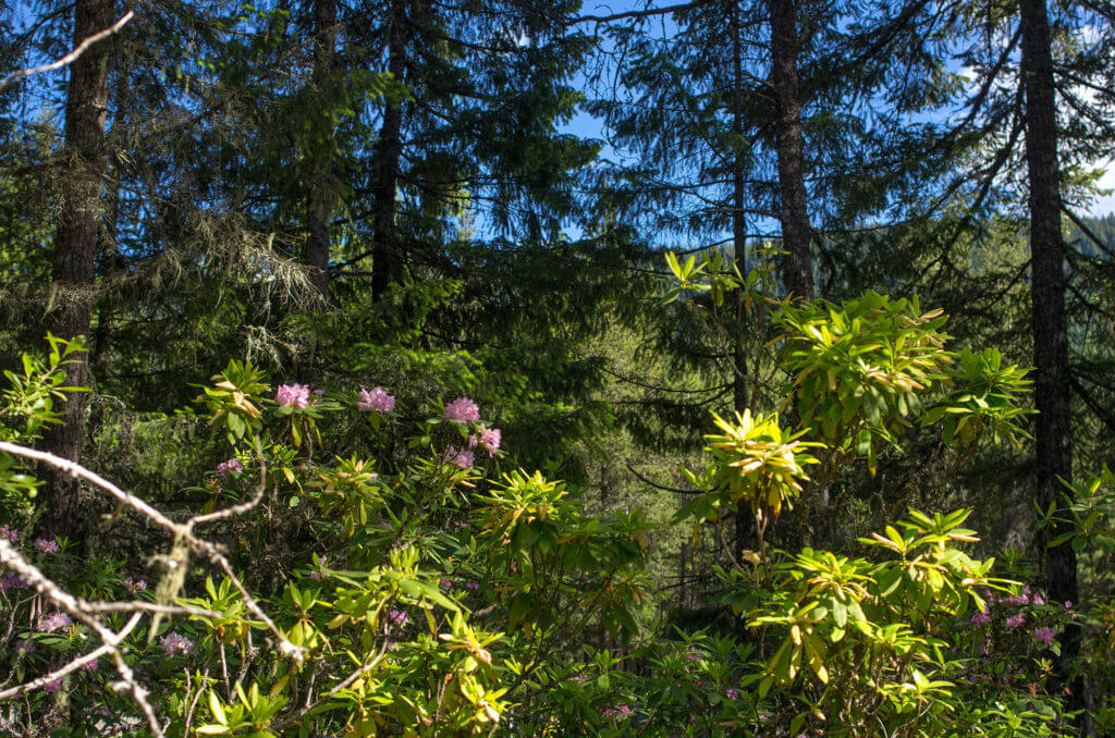 Butano State Park Wild Rhododendrons by David Prasad