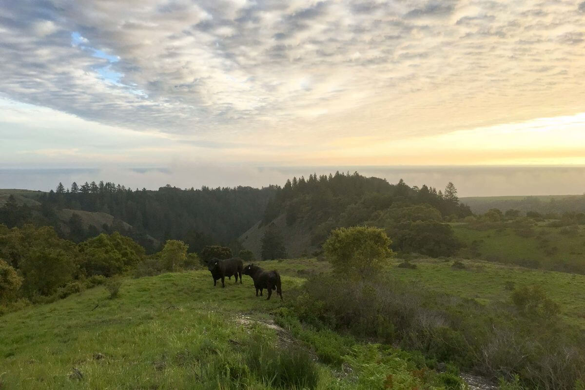 Cotoni Coast Dairies National Monument Sempervirens Fund