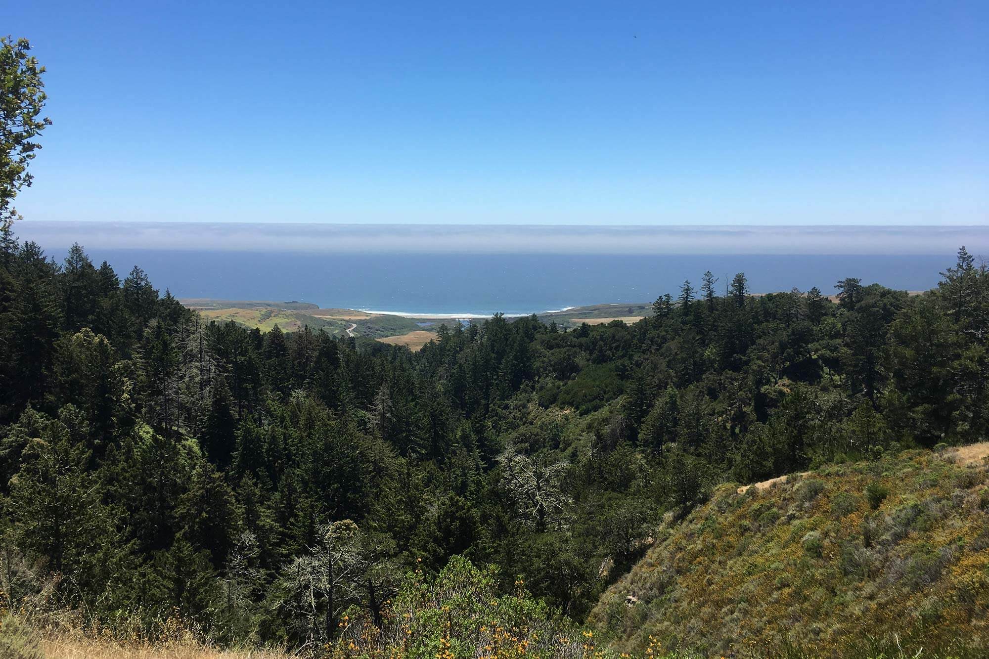Sempervirens Fund's Cotoni-Coast Ridge has diverse habitats including second-growth redwoods, coastal terrace prairie, coastal mixed hardwood, and coastal scrub.