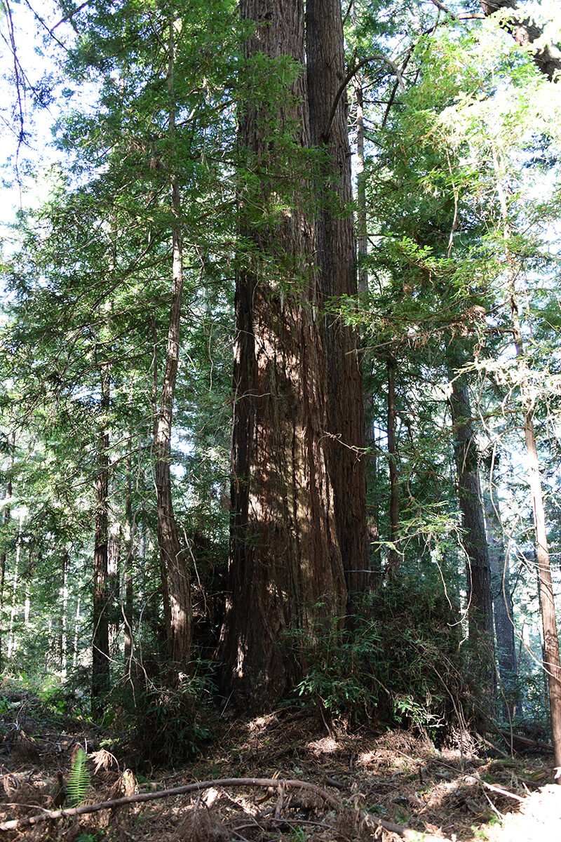 The Gazos Creek Property has some old-growth redwoods remaining.