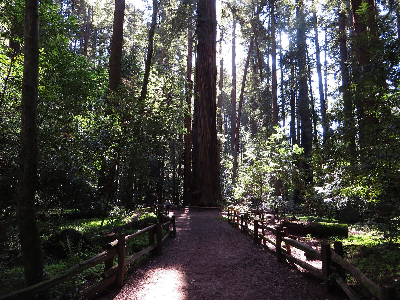 Henry Cowell Redwood Grove Loop Trail by Ken Lund