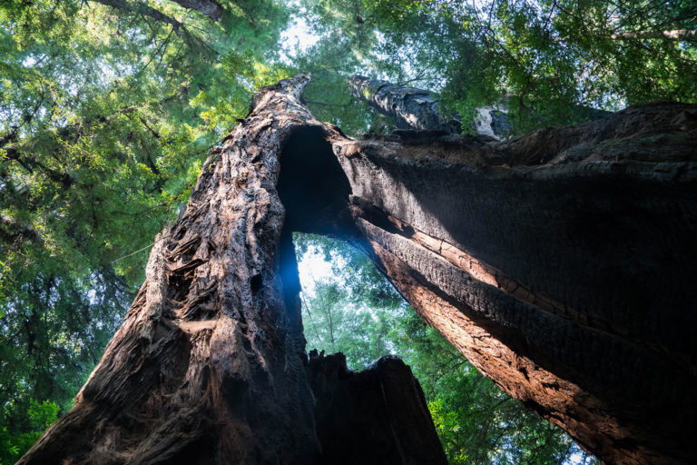 Escape to Giant Redwood Majesty: Your Guide to Henry Cowell Redwoods State Park