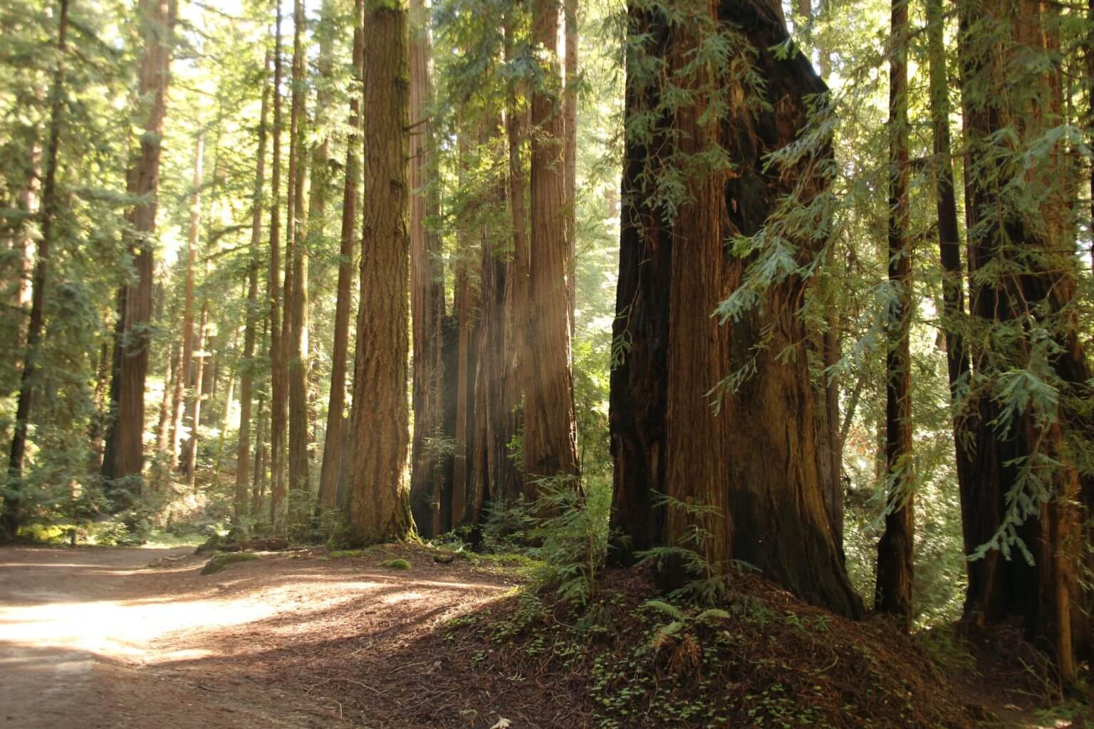 Sempervirens Fund | Protect Redwood Forests and Parks