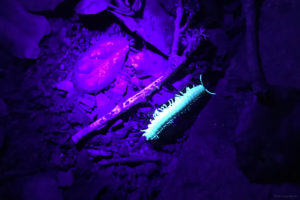 A flatbacked millipede glowing under a black light in Gage's backyard.