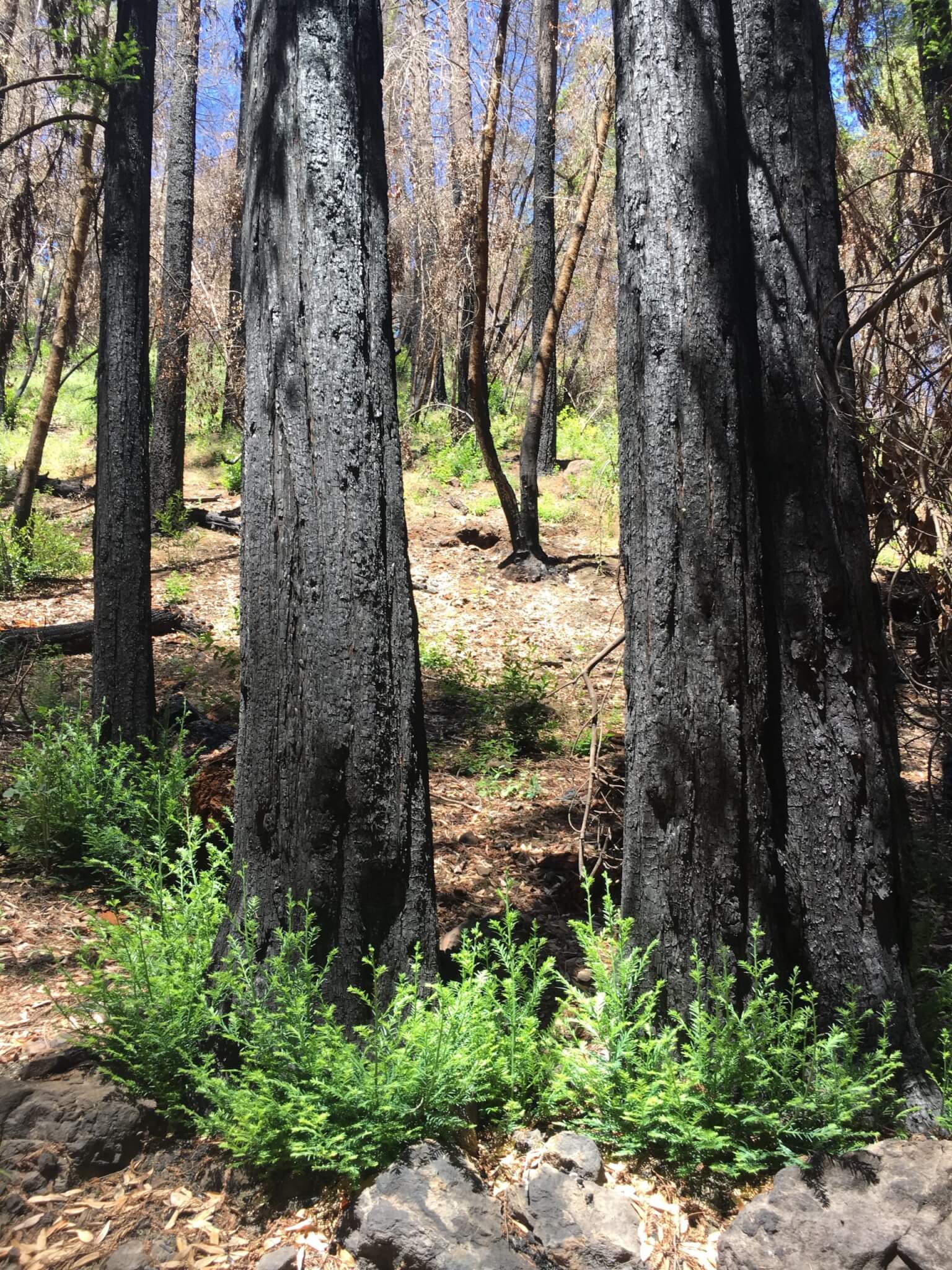 New growth sprouts from the base of burned trees.