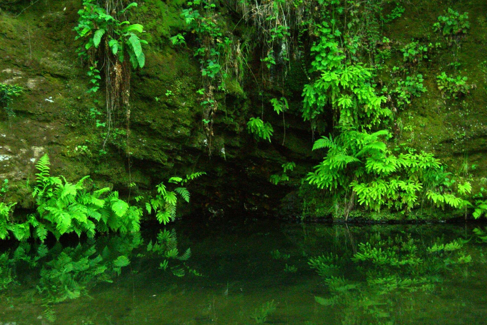 Portola Redwoods Pescadero Creek by Laura Hamilton