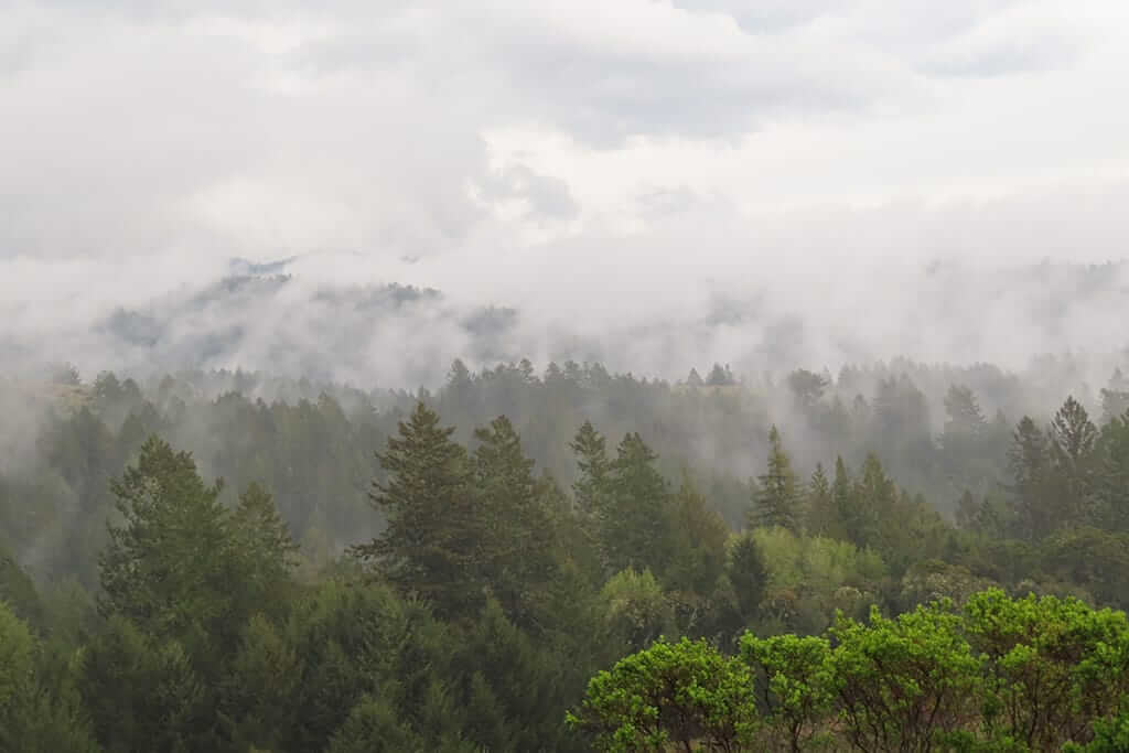 Portola Redwoods Foggy Forest by Silencetheshadows