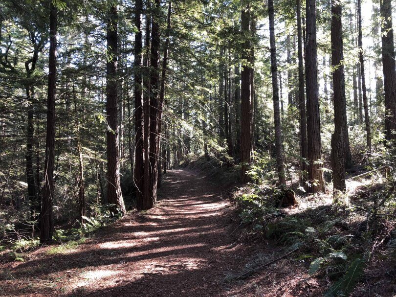 Gazos Creek redwood forest, near the San Mateo-Santa Cruz County line, on March 15, 2019. (Photo: Big Creek Lumber / Peninsula Open Space Trust)