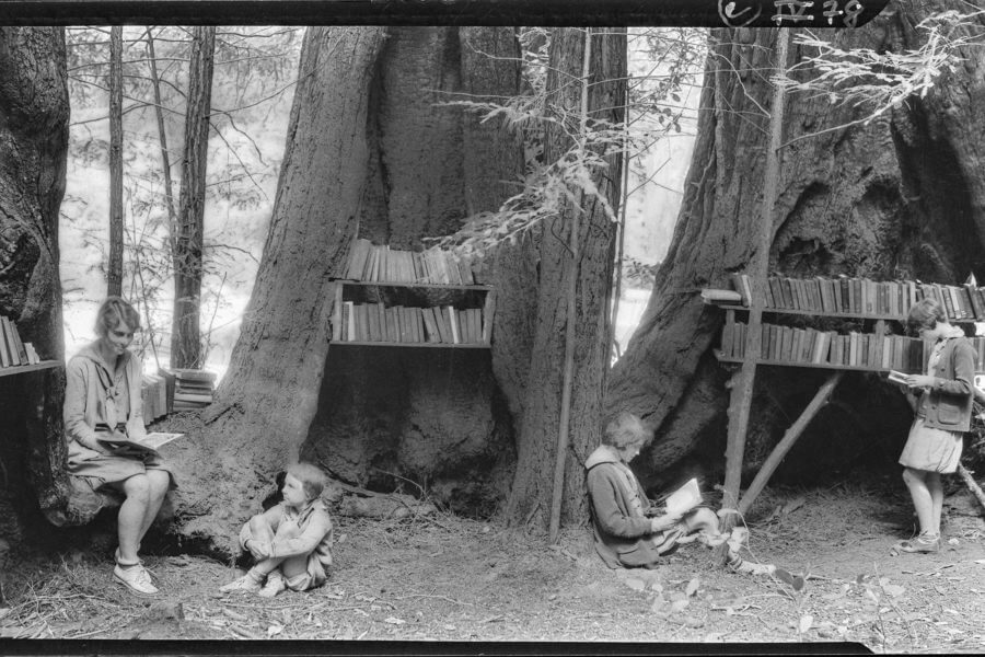 Redwood Tree Library Big Basin FRFulmer