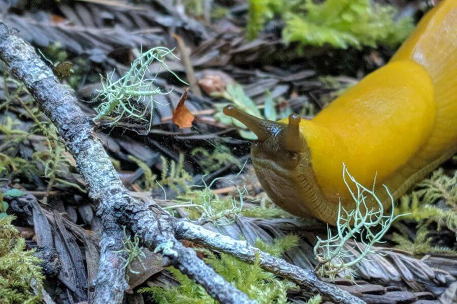 Redwood Wildlife Banana Slug