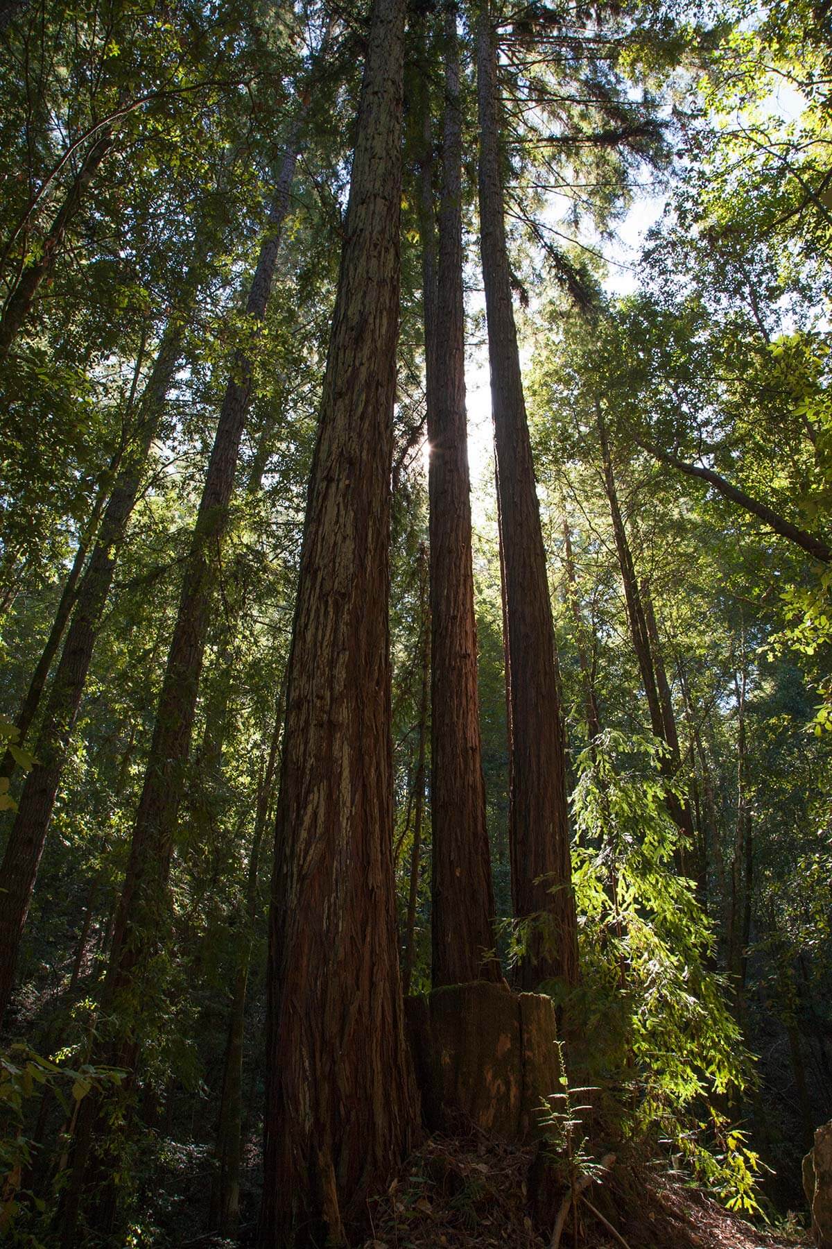 Redwoods Climate Change Carbon Offset