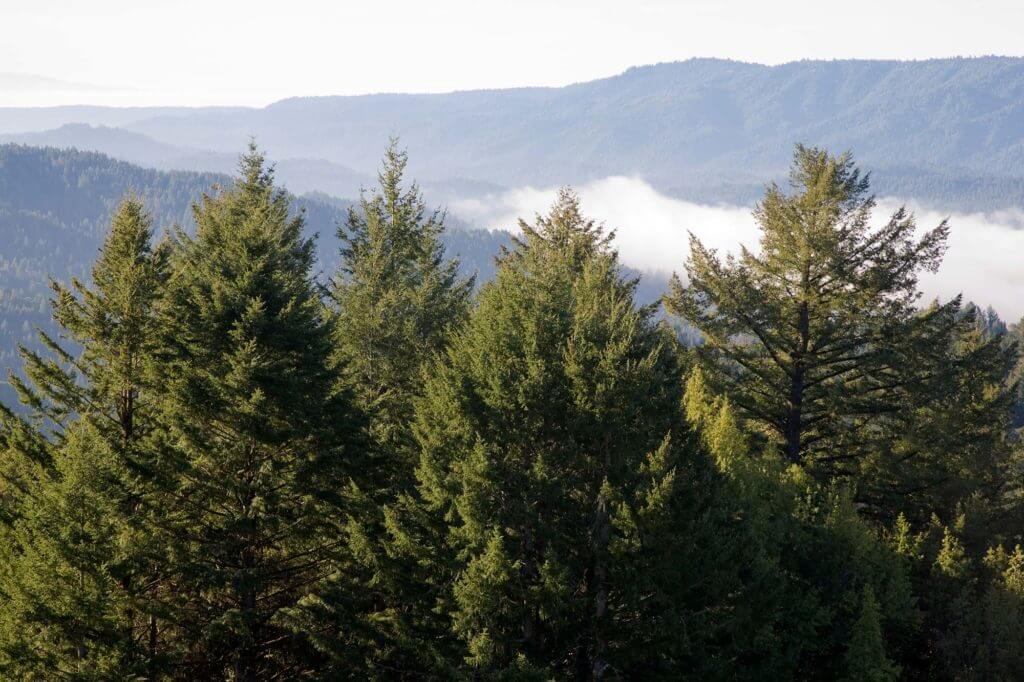 Redwoods Climate Change Fog