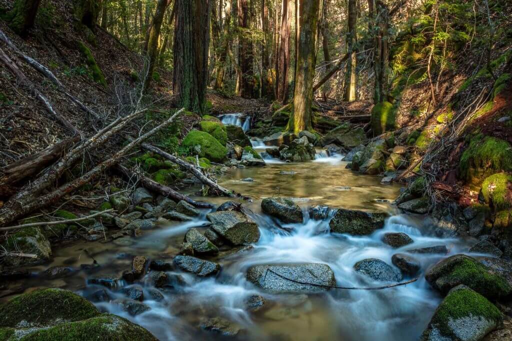 San Vicente Redwoods San Vicente Redwoods