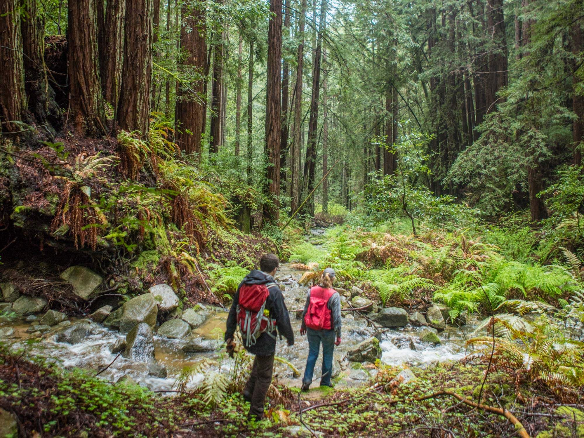 News: San Vicente Redwoods Progress Report On Wildfire Resilience 