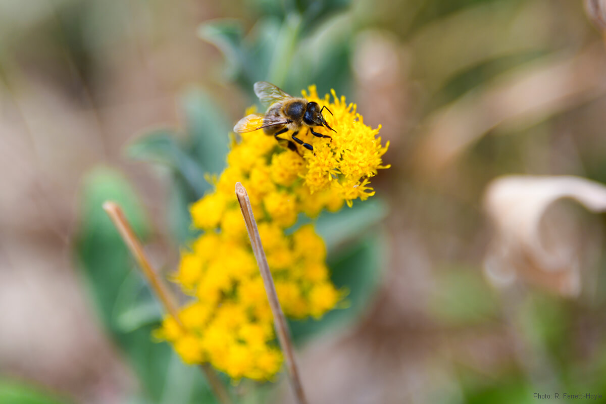a wild bee pollinates a native, yellow flower