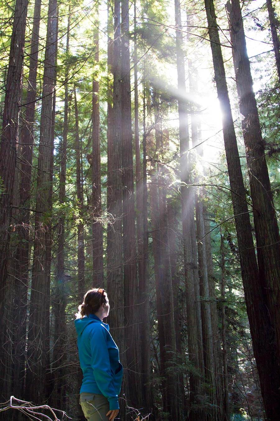 Visit Redwoods Santa Cruz Mountains