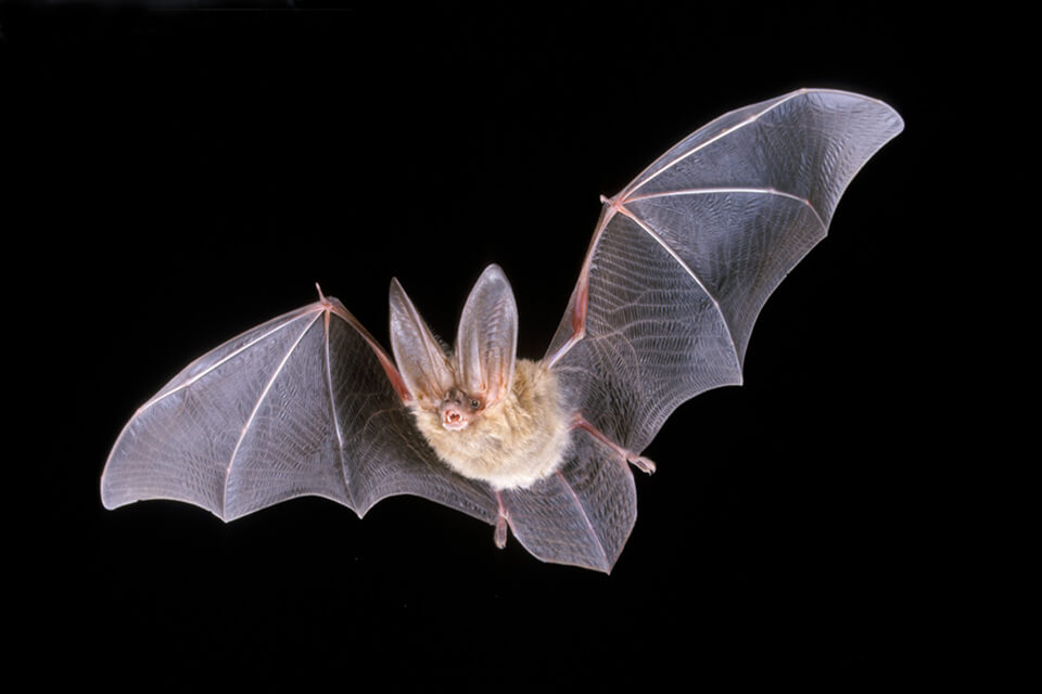 Townsend's Big-eared Bat by National Park Service