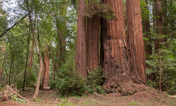 an image of a large redwood tree