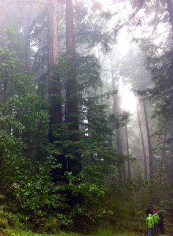 an image of people hiking through the towering redwoods
