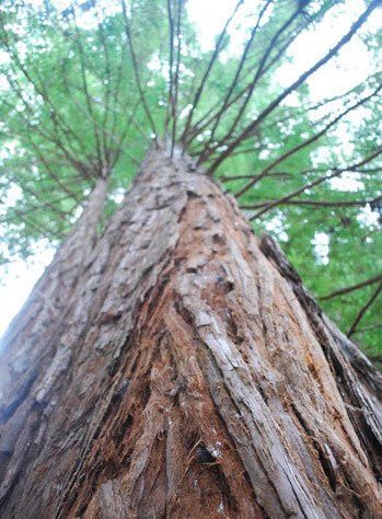 an image of a towering redwood taken from the base of the massive trunk