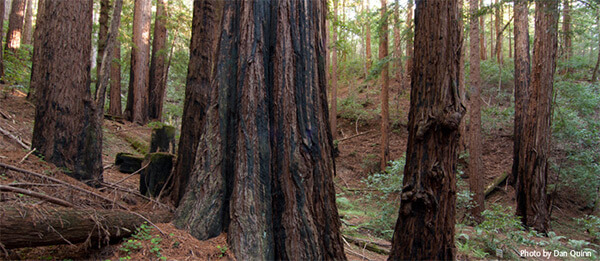 a panoramic photo of the forest