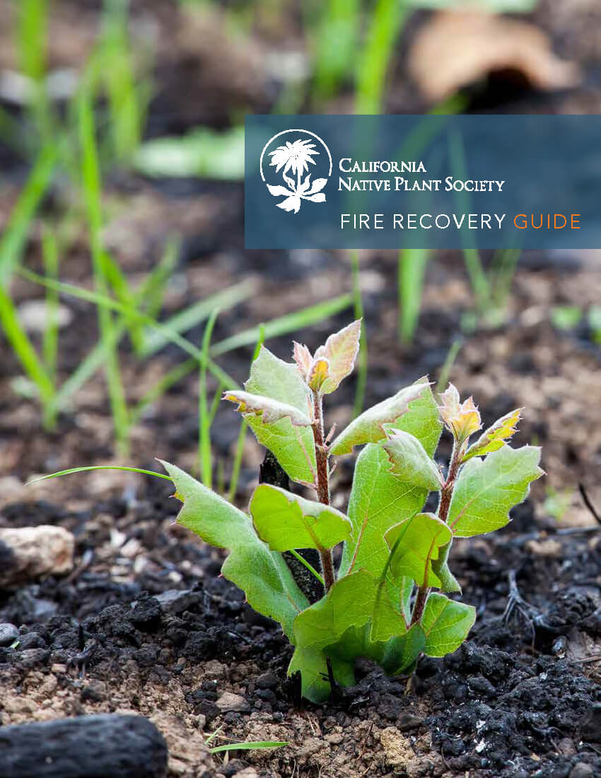 Cnps Fire Recovery Guide 2019 Cover