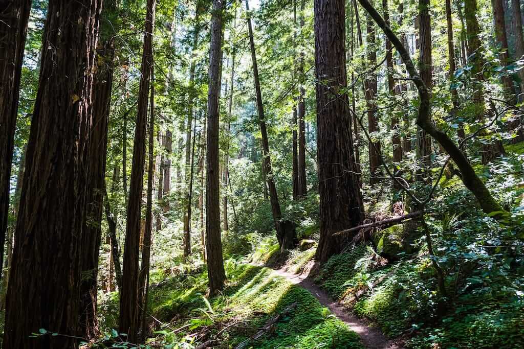 Butano State Park by iStock