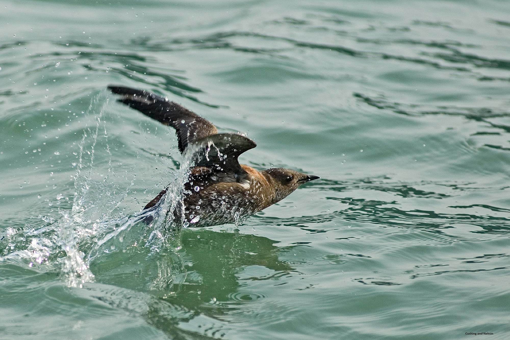 A marbled murrelet with brown feathers mid-flap taking off from the sea, by Kim Nelson and Dan Cushing