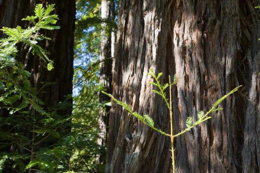 Redwoods and People Sempervirens Fund