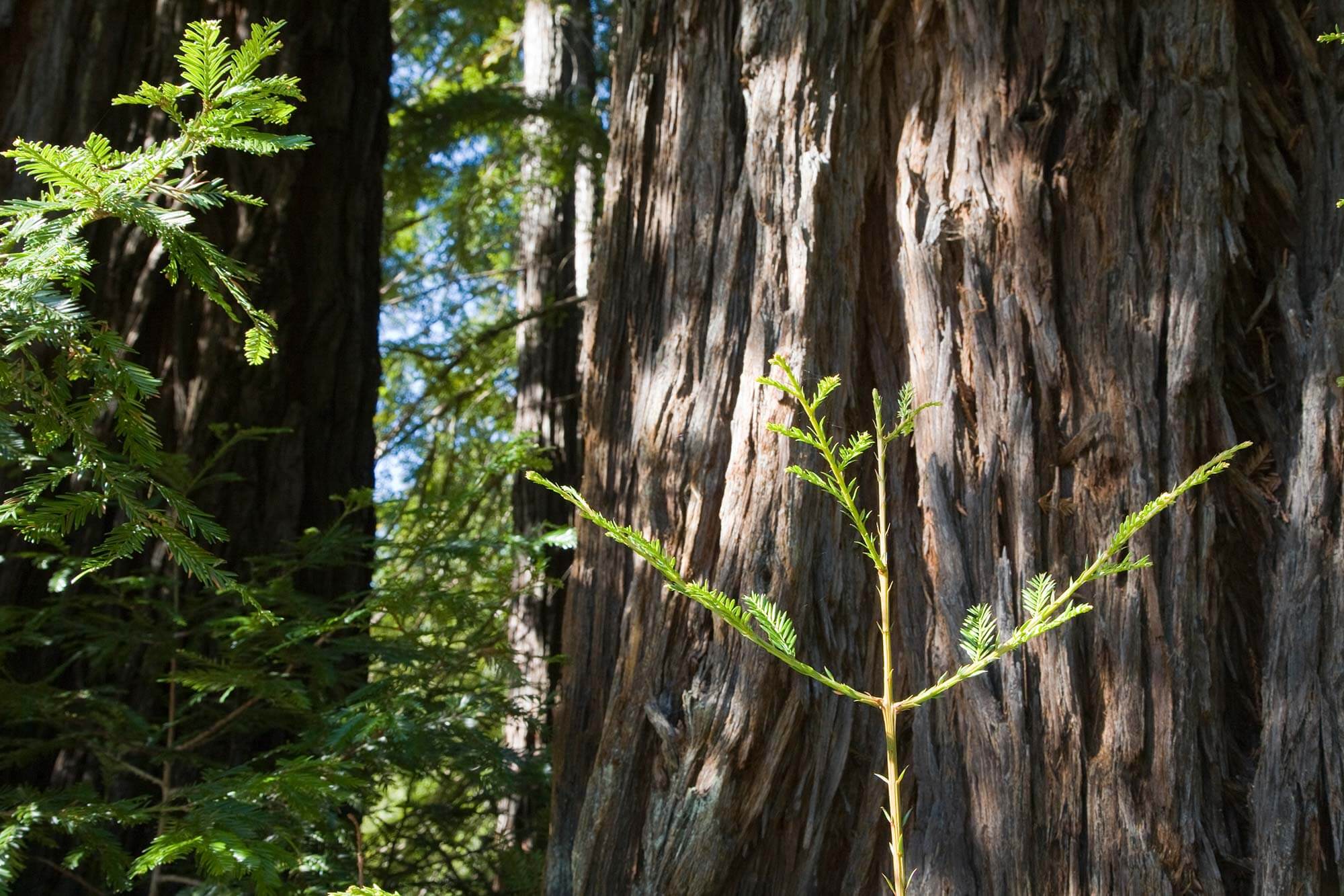 Redwood Growth Little Basin
