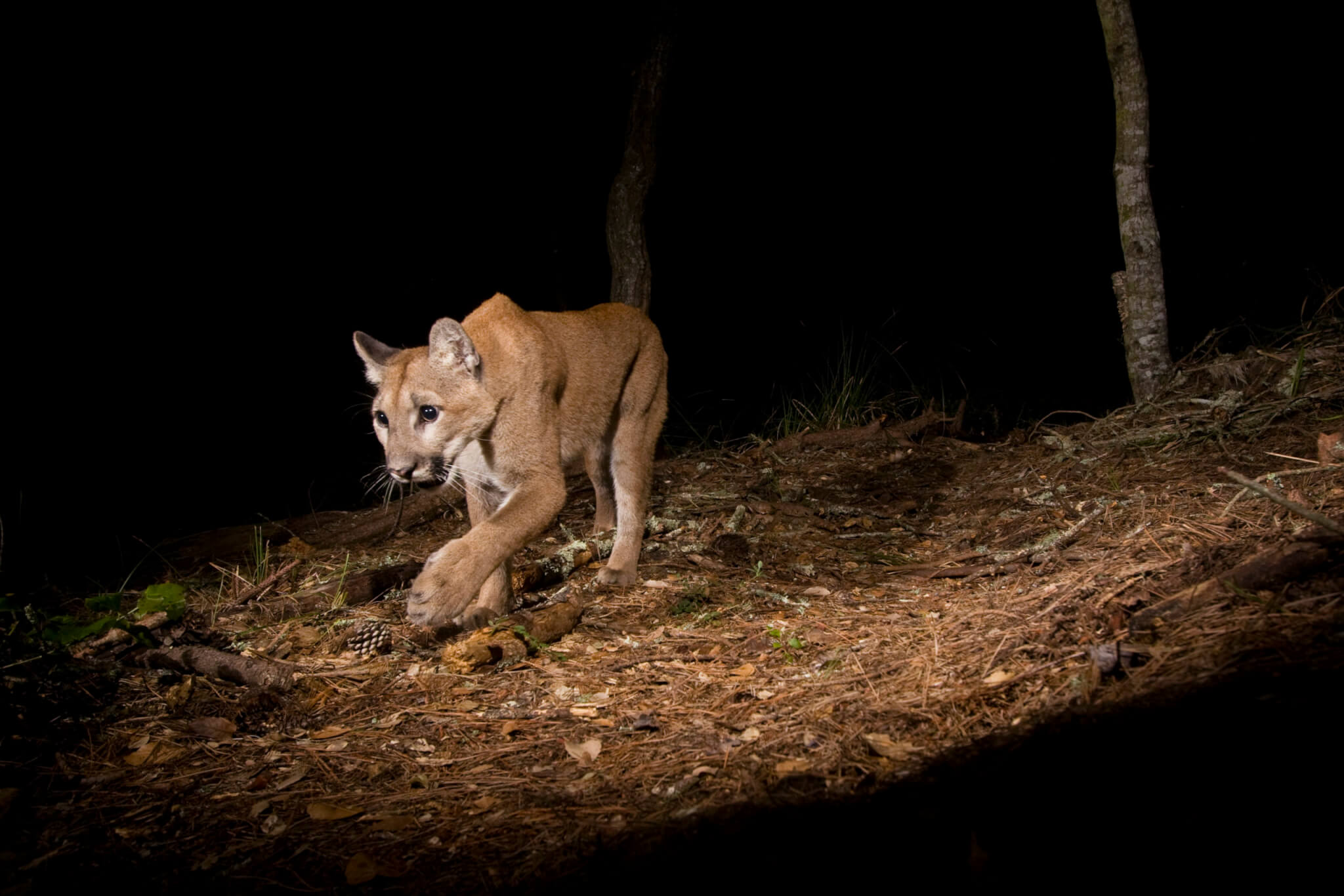 The Life and Times of Pumas - Sempervirens Fund