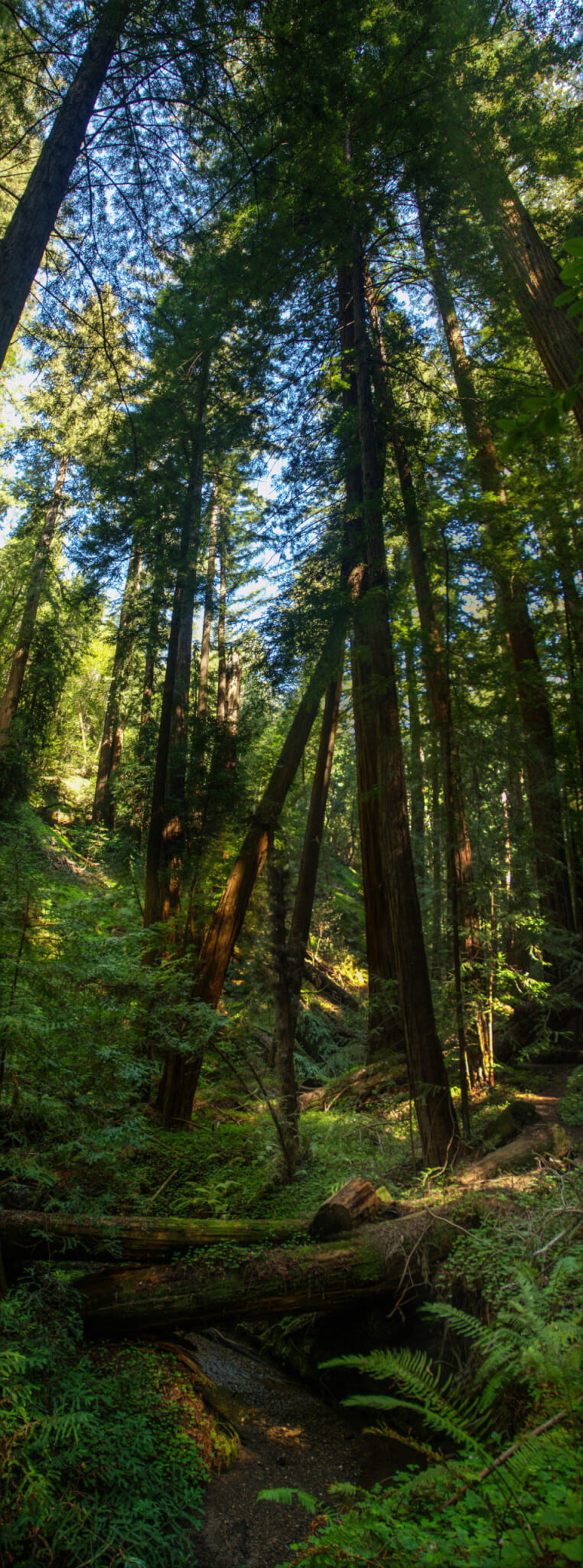 Portola Redwoods Peters Creek Grove by Wayne Hsieh