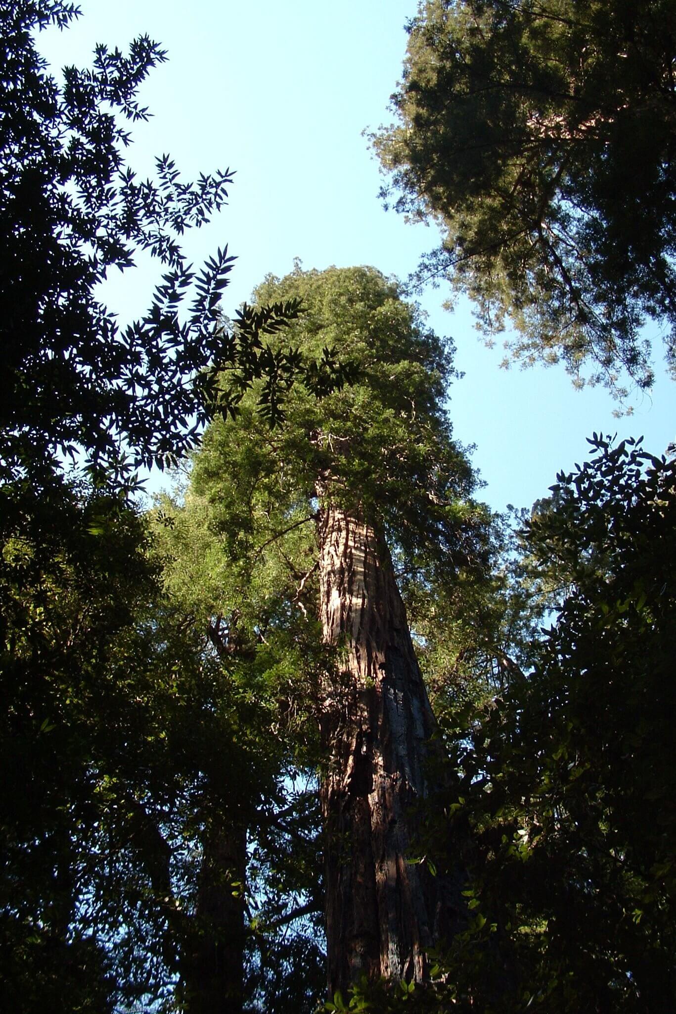 Portola Redwoods The Old Tree by Johnson Earls