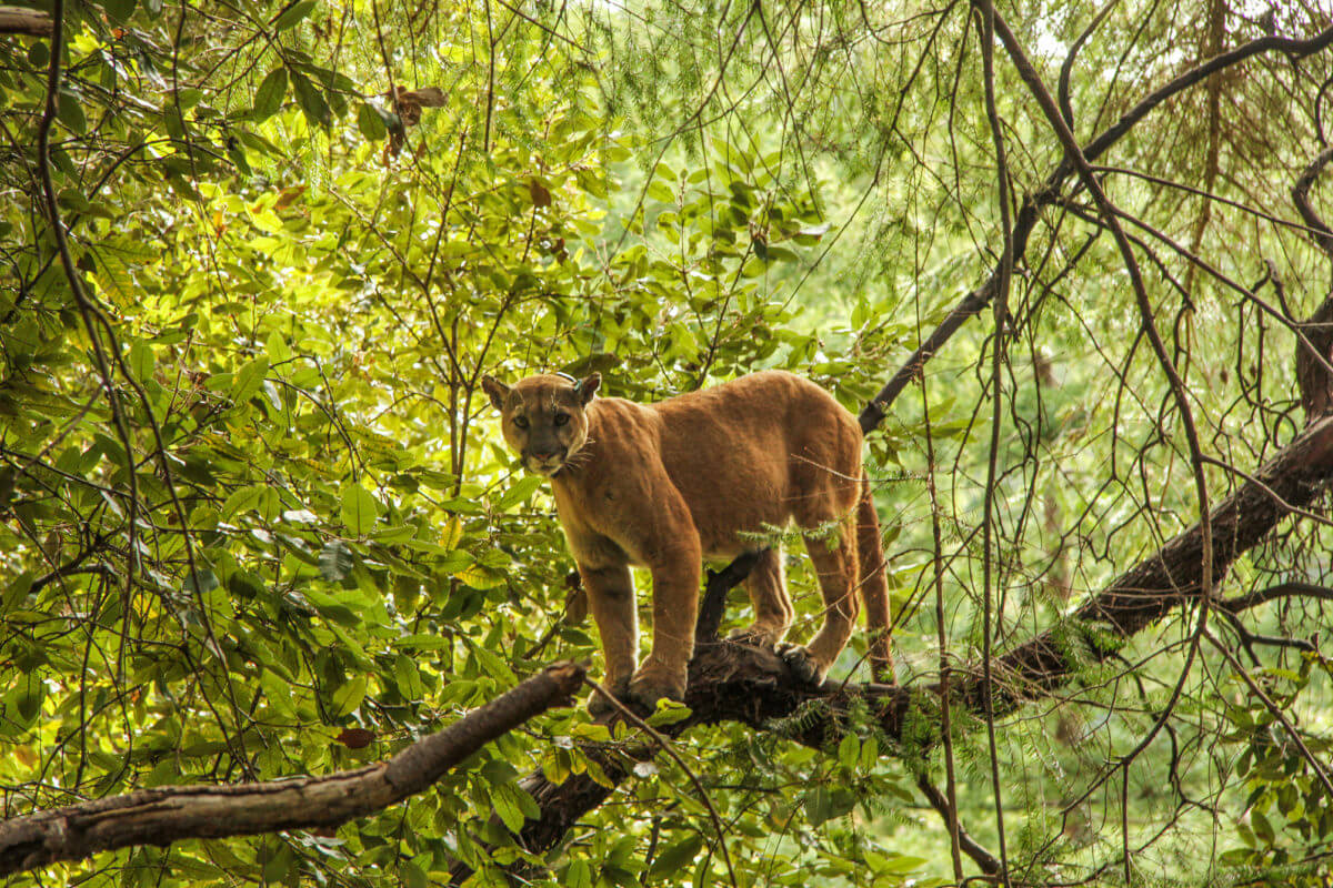 The Life and Times of Pumas - Sempervirens Fund