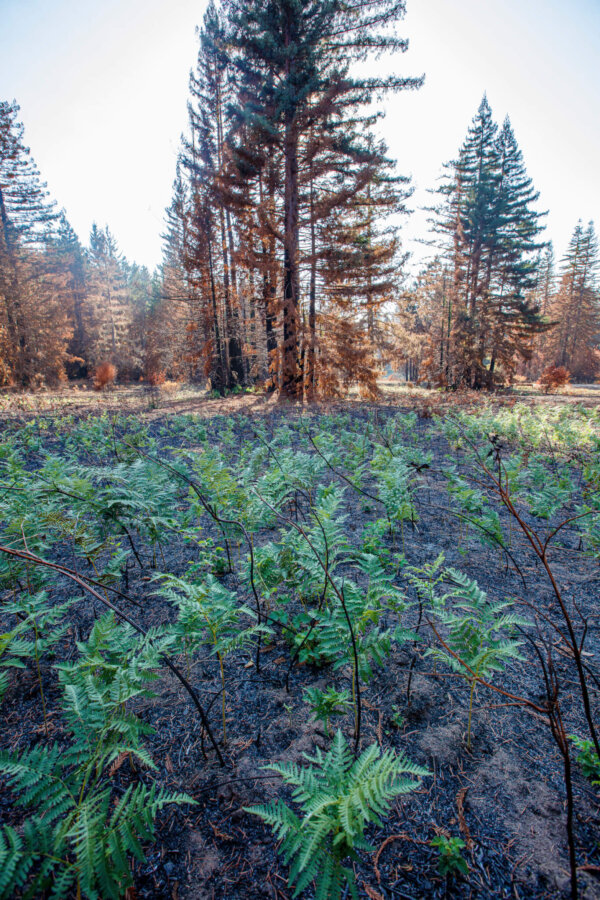 Bracken fern growing in October 2020 after the CZU Lightening Complex fire in August by Ian Bornarth.